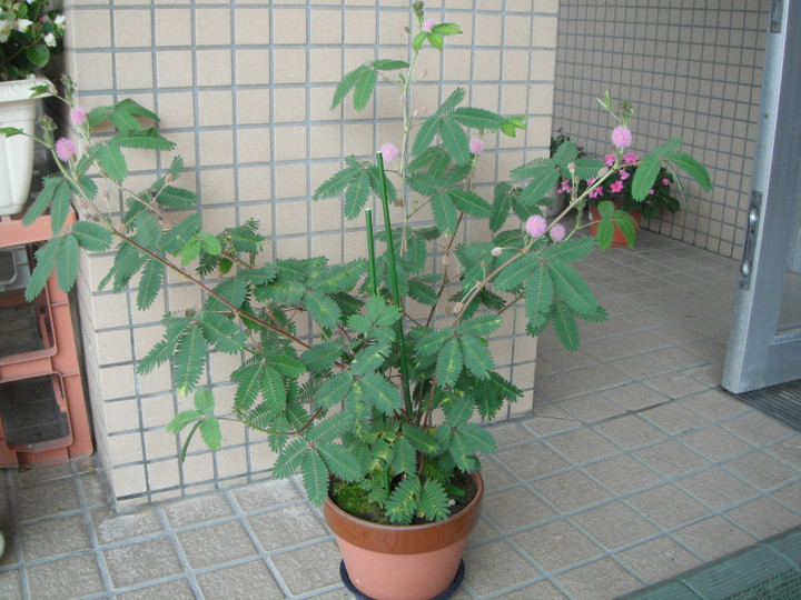 Photo_2